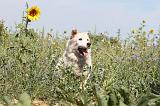 SIBERIAN HUSKY 076